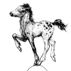 Веселый жеребенок