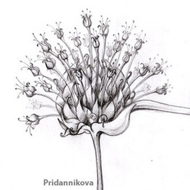 Чеснок цветёт