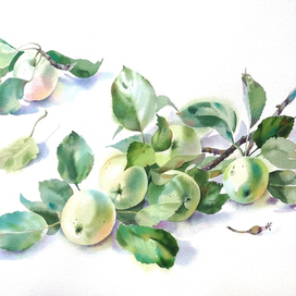 "Ветка яблони на белом"