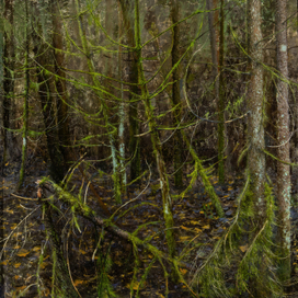 В бездны лесов