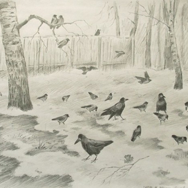 грачи и галки