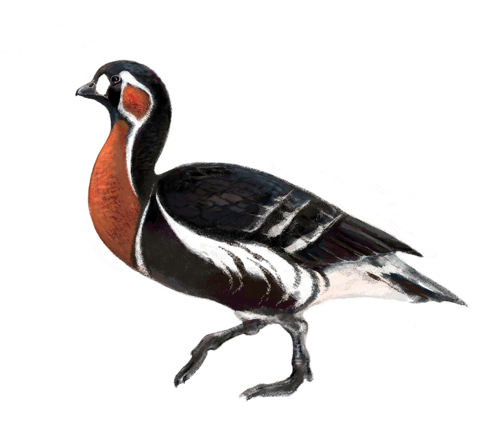 Краснозобая казарка (Rufibrenta ruficollis)