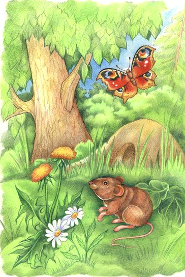 мышь и бабочка