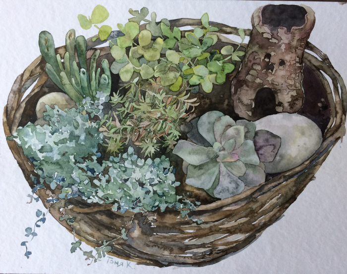 Суккуленты