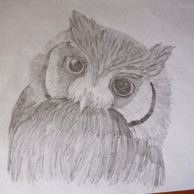 owl