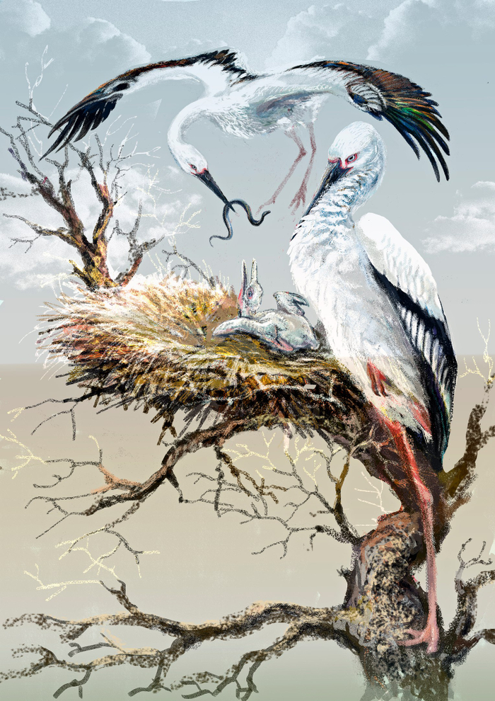 Дальневосточные аисты