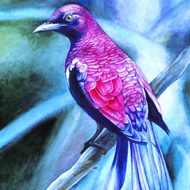 Аметистовый скворец