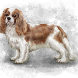 king charles spaniel