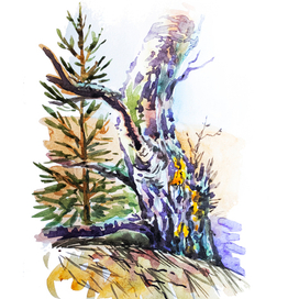 Весенняя береза