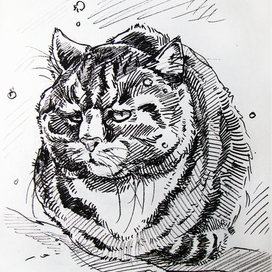 Котик мёрзнет