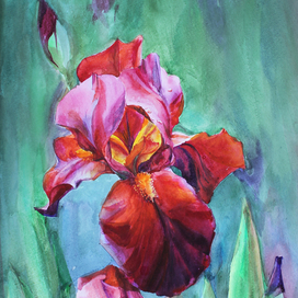 Красные ирисы