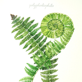 Папоротник