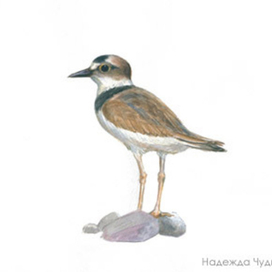 Птицы России в Красную книгу