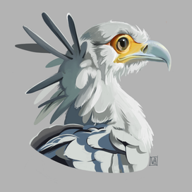 Secretary bird 