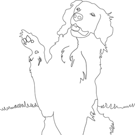 Золотистый ретривер