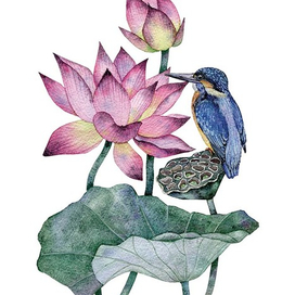 Лотос и зимородок