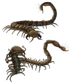 Многоножки