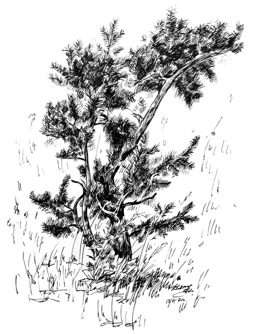 Молодая сосна