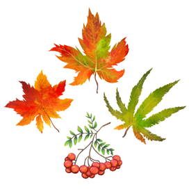 листья,рябина