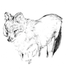 Год Собаки. Красный волк