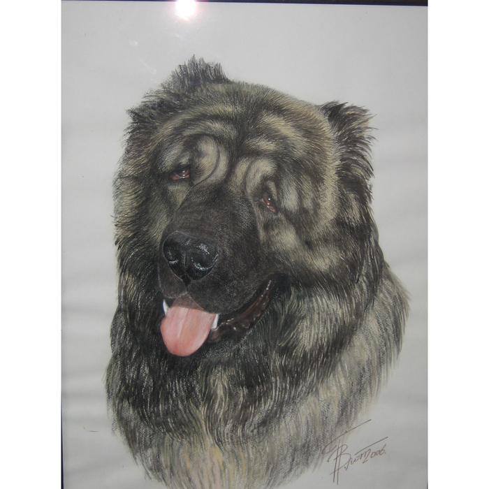 Портрет кавказской овчарки