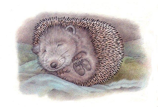 Не тревожить,спит.