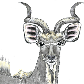 Большой КУДУ