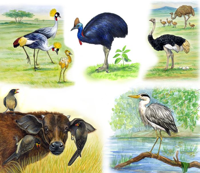 Птицы. Фрагменты