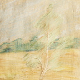 Березка на поле