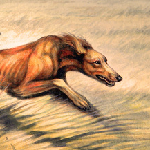 Борзые собаки. Среднеазиатская борзая - тазы.