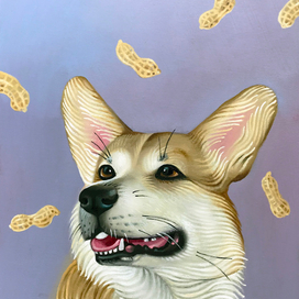 Корги по кличке Арахис