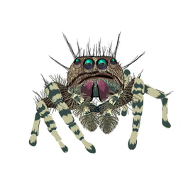 Паук-скакун