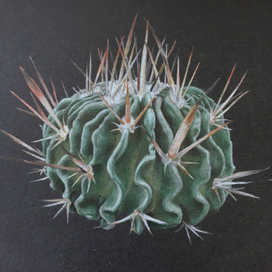 Кактус 