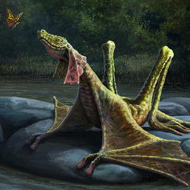 Болотный дракончик