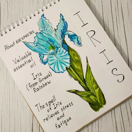 Ирис и хлопок