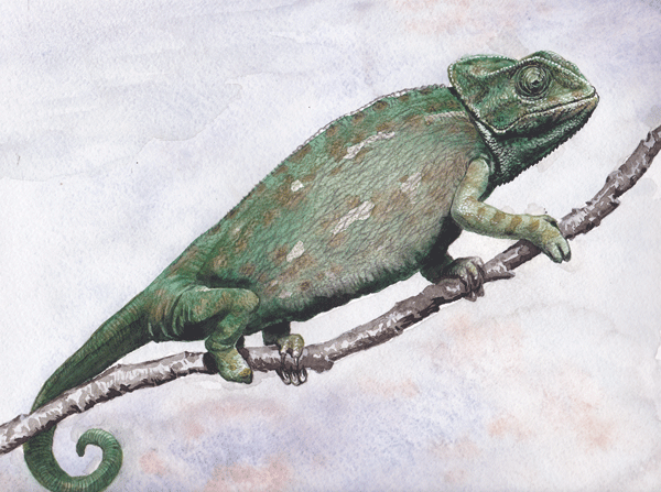 Хамелеон