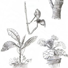 Домашние цветы