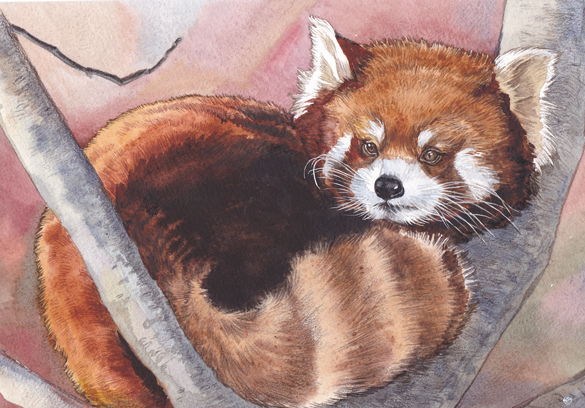 Красная панда