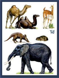 слоны и верблюды