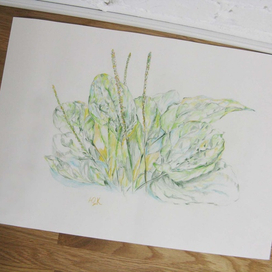 Подорожник