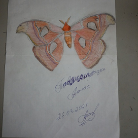 Павлиноглазка Атлас 