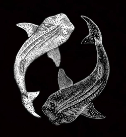 Китовая.. ые... Акулы, в общем :-)