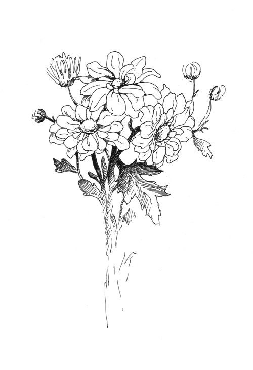 набросочек  ХРИЗАНТЕМЫ