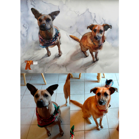 Заказ. Портрет собак 