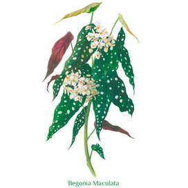 Ботаническая иллюстрация. Pink princess philodendron