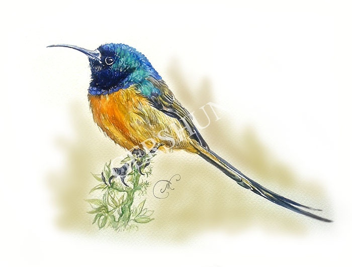 Длинный хвостик,длинный носик..)