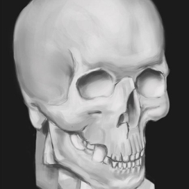 Череп гипс стадик