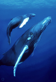 Иллюстрация для книги Брема «Жизнь животных» «Киты»