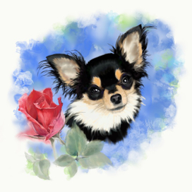 Малышка чихуахуа