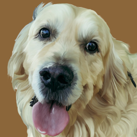 Рисунок собаки породы ретривер